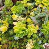 Stonecrop Orpine Plant Blend 0.3g - 100 Seeds - Sedum