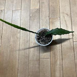 Orchid Cactus B