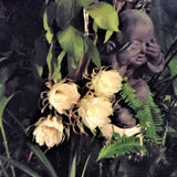 Cereus Orchid "Queen of the Night" Epiphyllum oxpetalum Houseplant.