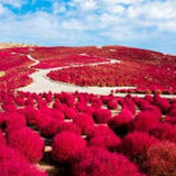 50 Kochia scoparia Seeds, Burning Bush