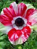 Spring Bulbs for Autumn Planting ?? Buy autumn planting flower bulbs online at Farmer Gracy UK Flower Delivery