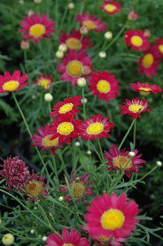 Madeira Red Marguerite Daisy (Argyranthemum frutescens 'Bonmadre') at Tagawa Gardens Flower Delivery