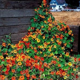 Nasturtium Flower Seeds , Nasturtium Tall Mix Flower Seeds, 