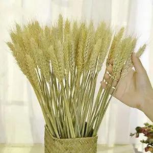 TooGet Dried Wheat Sheaves Stalks Bouquet Bundles 100 Stems Natural Ear of Wh