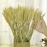 TooGet Dried Wheat Sheaves Stalks Bouquet Bundles 100 Stems Natural Ear of Wh