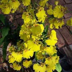 Orchid Oncidium Dancing Lady potted or mounted on coconut Mad Happenings hanging