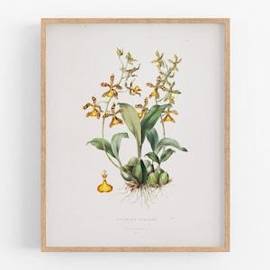 Yellow oncidium orchid flower botanical print / vintage print / botanical print / art print / orchid print / flower art / tropical art / art