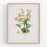 Yellow oncidium orchid flower botanical print / vintage print / botanical print / art print / orchid print / flower art / tropical art / art
