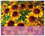 2000+ Gloriosa Daisy Flower Seeds | Annual Wildflower Plant Seeds for Pollinator