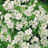 Covent Garden Gypsophila Flower Seeds - Open-Pollinated for Seed Saving - Non-Hybrid & Non-GMO - Heirloom Canada Flower Seeds