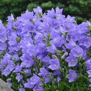 100+  Peach Leaved BellFlower Seeds-  Campanula Persicifolia-Blue Flower---B130