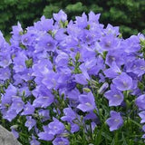 100+  Peach Leaved BellFlower Seeds-  Campanula Persicifolia-Blue Flower---B130