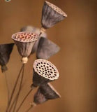 55cm Small Natural Lotus Dried flowers wedding decor for home party  Artificial