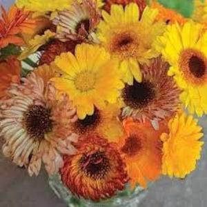 Bouquet Mixed Calendula SEEDS medicinal herb Calendula officinalis bouquet florist cut flowers Dizzy Bees Urban Garden