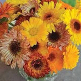 Bouquet Mixed Calendula SEEDS medicinal herb Calendula officinalis bouquet florist cut flowers Dizzy Bees Urban Garden