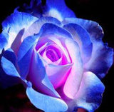 Rare Moon Rose Seeds 100ct Blue and Pink Rose Seeds - Etsy Flower Delivery