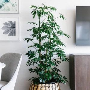 Dwarf Umbrella Tree Seeds