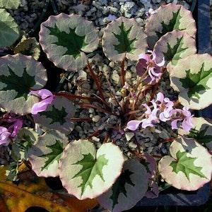Hardy CYCLAMEN MIRABILE 'Tilebarn Nicholas' Houseplant Pink Rare 3 Seeds
