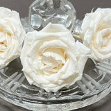 Prices Reduced / Japanese White Champagne / Majolica Size Assorted Roses  Preserved, Perfect as Home D¡§?cor, Rose Gift, Wedding Roses
