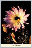 Postcard Pink Lily Cactus  Easterlily Night Blooming Nature Scene