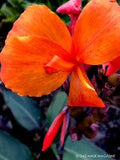 Tangelo Sunset Canna Lily Live Plant Rhizome