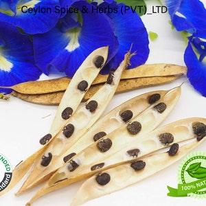 100 Of Butterfly Pea Flower Seeds ,Freshly Picked, Clitoria Ternatea Seeds ,Easy Plant