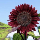15+ seeds / Chocolate Sunflower Seeds /  Branching Sunflower / Unique Color / (#64)
