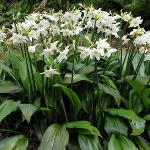 2 Bulb Eucharis species Amazon Lily Urceolina Plant For Growing White Flower