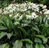 2 Bulb Eucharis species Amazon Lily Urceolina Plant For Growing White Flower