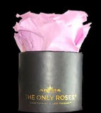 The Only Roses | Petite Round Black Hat Box with Single Pink Everlasting Rose