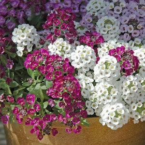 Alyssum white  flower seeds-lobularia maritima-code 509