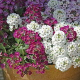 Alyssum white  flower seeds-lobularia maritima-code 509