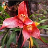 10 Pcs Seeds Cute Monkey Face Orchid seed Bonsai Plants Flowers For Garden(Mky1)