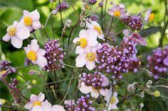 20 plants for dry shade Flower Delivery