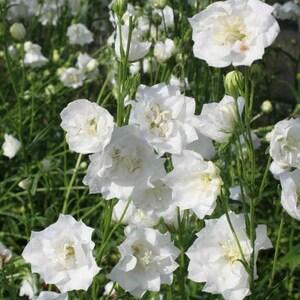 100+ Seeds- Peach Bell Flower Seeds-White  Tussock Flower-Attractive Perennial- CAMPANULA PERSICIFOLIA-B110