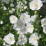 100+ Seeds- Peach Bell Flower Seeds-White  Tussock Flower-Attractive Perennial- CAMPANULA PERSICIFOLIA-B110