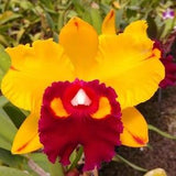 Rlc Shinfong Castle 'Lightning' Blooming size cattleya orchid clone. Large fragrant yellow blooms with red lip and flared petals.