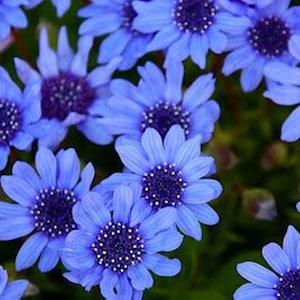 75+ Air Purifying Flower mix seeds