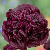 50+ Black Peony Poppy Seeds / Paeony/ Pompom/ Flower Seeds/ Poppies / English Garden / Papaver somniferum / Paeoniifloum / Breadseed