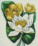 1890 Antique print of a WATER LILIES FLOWERS Aquatic Plants. 131 years old print