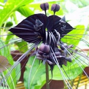 100 Black Tiger Flower Orchid seed and 20 Monkey Face Orchid  seed High Quality seed+ free gift  home ,patio  plant  Limited   Order Now