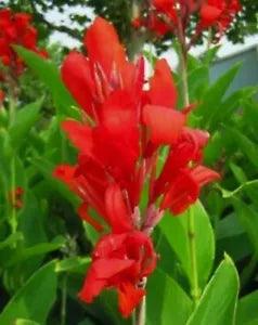 3 Red Canna Lily Bulbs Jumbo Tall tropical exotic Plants Green Leaf Rhizomes