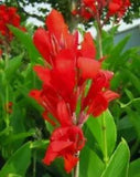 3 Red Canna Lily Bulbs Jumbo Tall tropical exotic Plants Green Leaf Rhizomes