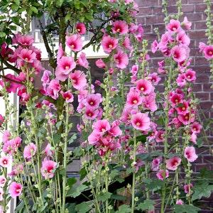 35 Hollyhock Seeds - ornamental garden flowers - - Reproducible Peasant Seeds - untreated