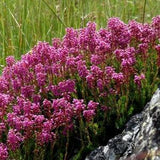 PINK HEATHER Heath Erica Spike Spiculifolia Hardy Evergreen Shrub 10 Seeds
