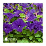 Caribou Seed Company: SUPERCASCADE BLUE Petunia Seeds - Gigantic 5 inch blooms, High Quality & Fresh Seed (35 - 40 seeds)