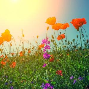 California Poppy Mission Bells Flower Seeds - Organic & Non Gmo Flower Seeds - Heirloom Seeds ?C Grow Your Own Beautiful Flowers At Home!