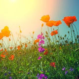 California Poppy Mission Bells Flower Seeds - Organic & Non Gmo Flower Seeds - Heirloom Seeds ?C Grow Your Own Beautiful Flowers At Home!