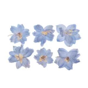 6PCS Real Pressed Dry Flower, Rocket Larkspur Flower supply for art craft FCD12
