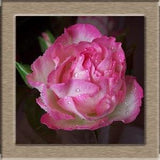 White pink green roses flower seeds -20 seeds- code 398